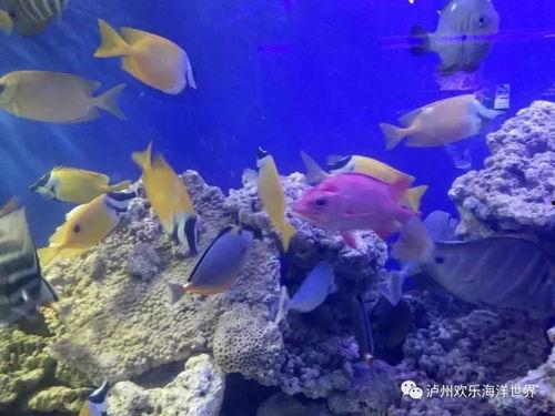 成人制作海底世界视频教程,成人视频教程全解析