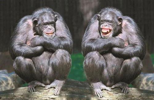 猩猩成人美颜视频大全,揭秘动物界的时尚潮流