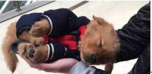 狗狗变成人精了视频,奇趣视频揭秘狗狗变身之谜