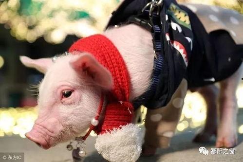 猪扒皮成人短视频,揭秘成人世界中的幽默与真实