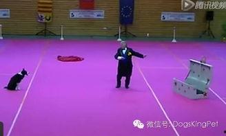 成人表演幼儿喜剧视频,成人演绎幼儿喜剧，笑料百出欢乐无限